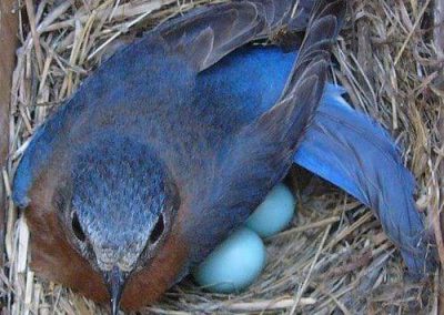 Pensiunea Simfonia Deltei Mahmudia - plimbare barca delta dunarii