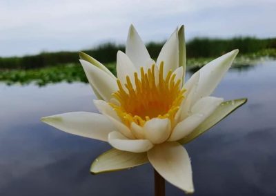 Pensiunea Simfonia Deltei Mahmudia - plimbare barca delta dunarii