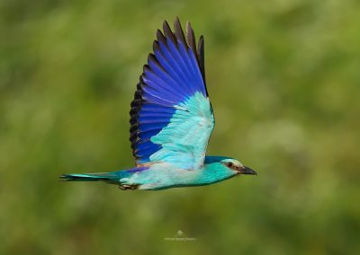 Pnesiunea Simfonia Deltei Mahmudia - cazare