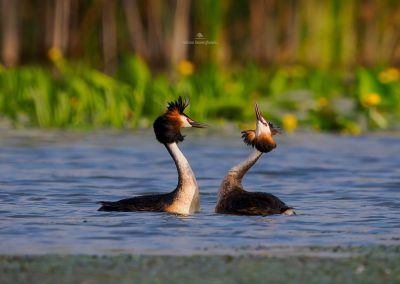 Pensiunea Simfonia Deltei Mahmudia - plimbare cu barca Delta Dunarii