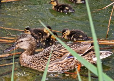 Pensiunea Simfonia Deltei Mahmudia - plimbare barca delta dunarii