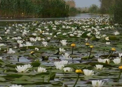 Pensiunea Simfonia Deltei Mahmudia - plimbare barca delta dunarii