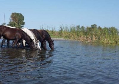 Pensiunea Simfonia Deltei Mahmudia - plimbare barca delta dunarii