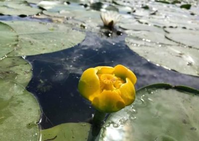 Pensiunea Simfonia Deltei Mahmudia - plimbare barca delta dunarii