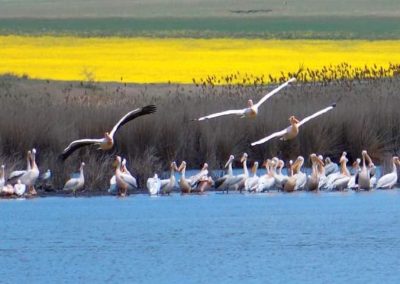 Pensiunea Simfonia Deltei Mahmudia - plimbare barca delta dunarii