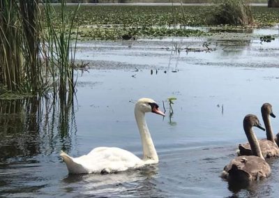 Pensiunea Simfonia Deltei Mahmudia - plimbare barca delta dunarii