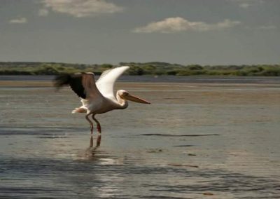 Pensiunea Simfonia Deltei Mahmudia - plimbare barca delta dunarii