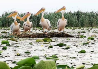 Pensiunea Simfonia Deltei Mahmudia - plimbare barca delta dunarii