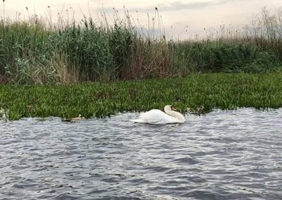 Pensiunea Simfonia Deltei Mahmudia - plimbare barca delta dunarii