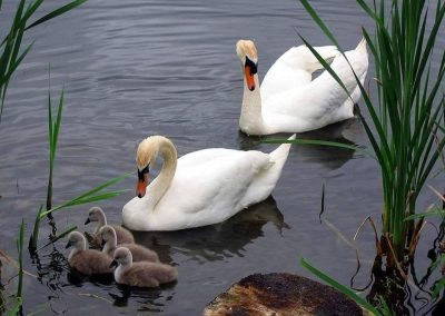 Pensiunea Simfonia Deltei Mahmudia - plimbare barca delta dunarii