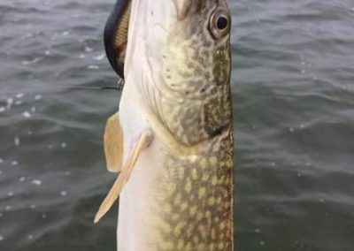 Pensiunea Simfonia Deltei Mahmudia - pescuit