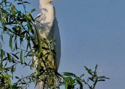 Pensiunea Simfonia Deltei Mahmudia - plimbare barca delta dunarii