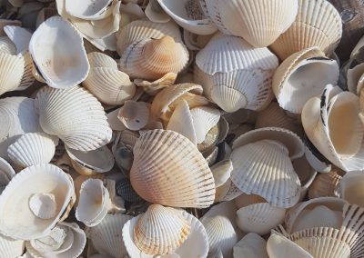 Pensiunea Simfonia Deltei Mahmudia - plimbare barca delta dunarii