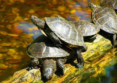 Pensiunea Simfonia Deltei Mahmudia - plimbare barca delta dunarii