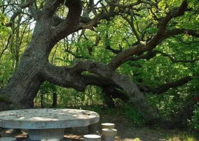 Pnesiunea Simfonia Deltei Mahmudia- Traseu 2 cu barca